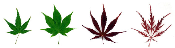 Acer-palmatum-ssp.jpg