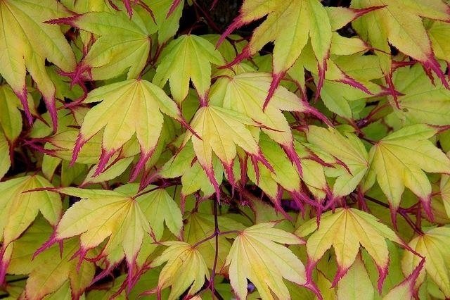 acer-palmatum-tsuma-gaki-rare-japanese-maple-large-plant-581.jpg