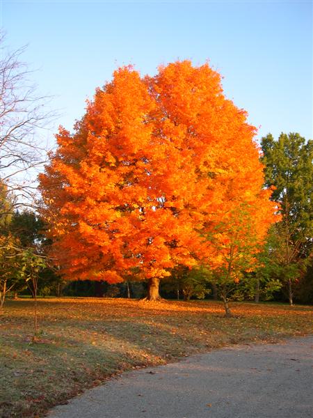 Acer+saccharum.jpg