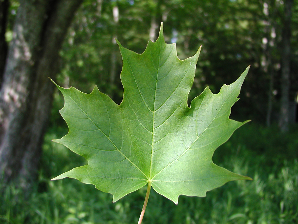 Acer-saccharum-leaf.jpg