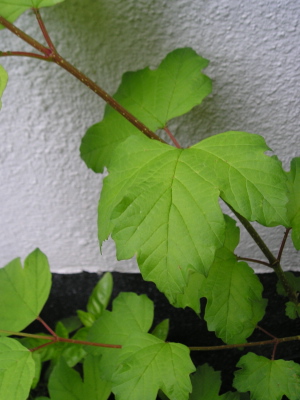 Acer1.jpg