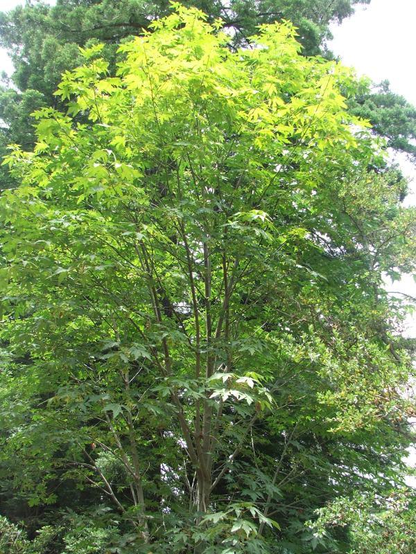 Acer_macrophyllum-1.jpg