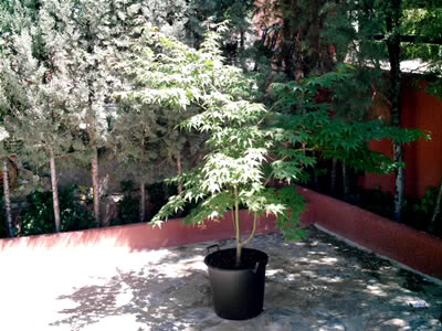 acer_mayo06002.jpg