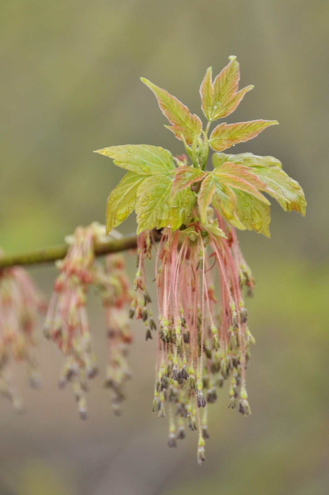 Acer_negundo_flowers_Vermont.jpg