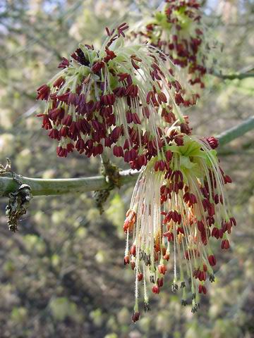 acer_negundo_var_violacenum.JPG