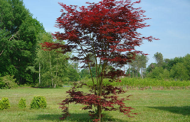 acer_palmatum_atropurpureum_planfor03.jpg