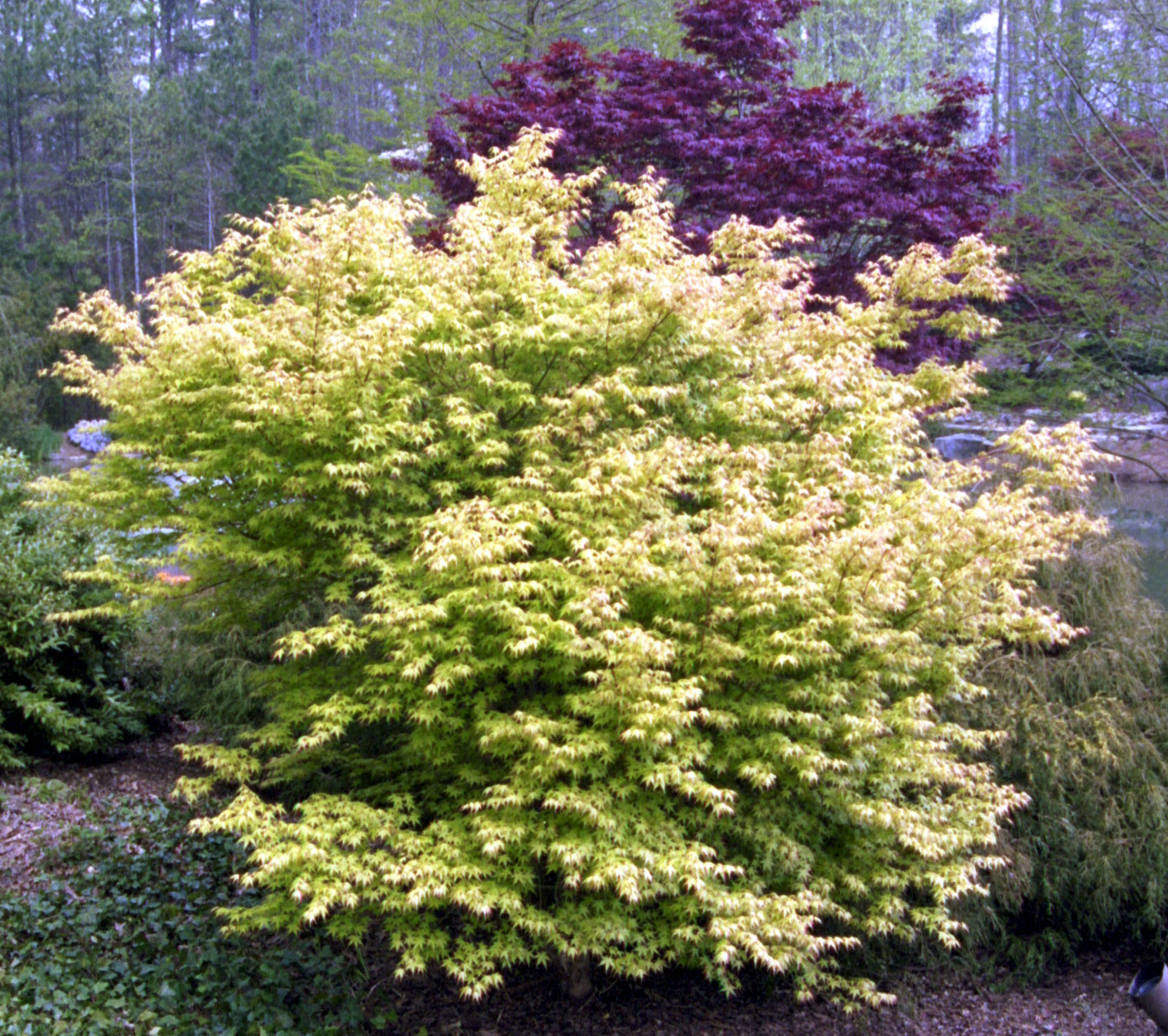 Acer_palmatum_Katsura_April.jpg