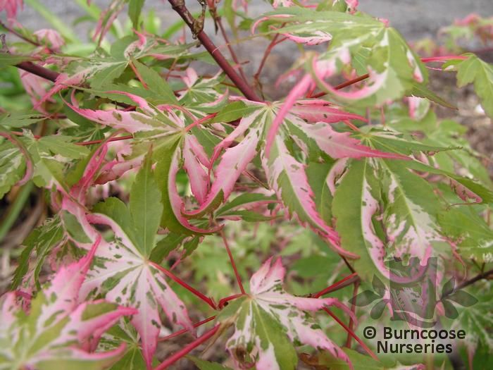 acer_palmatum_orido_nishiki_105.jpg