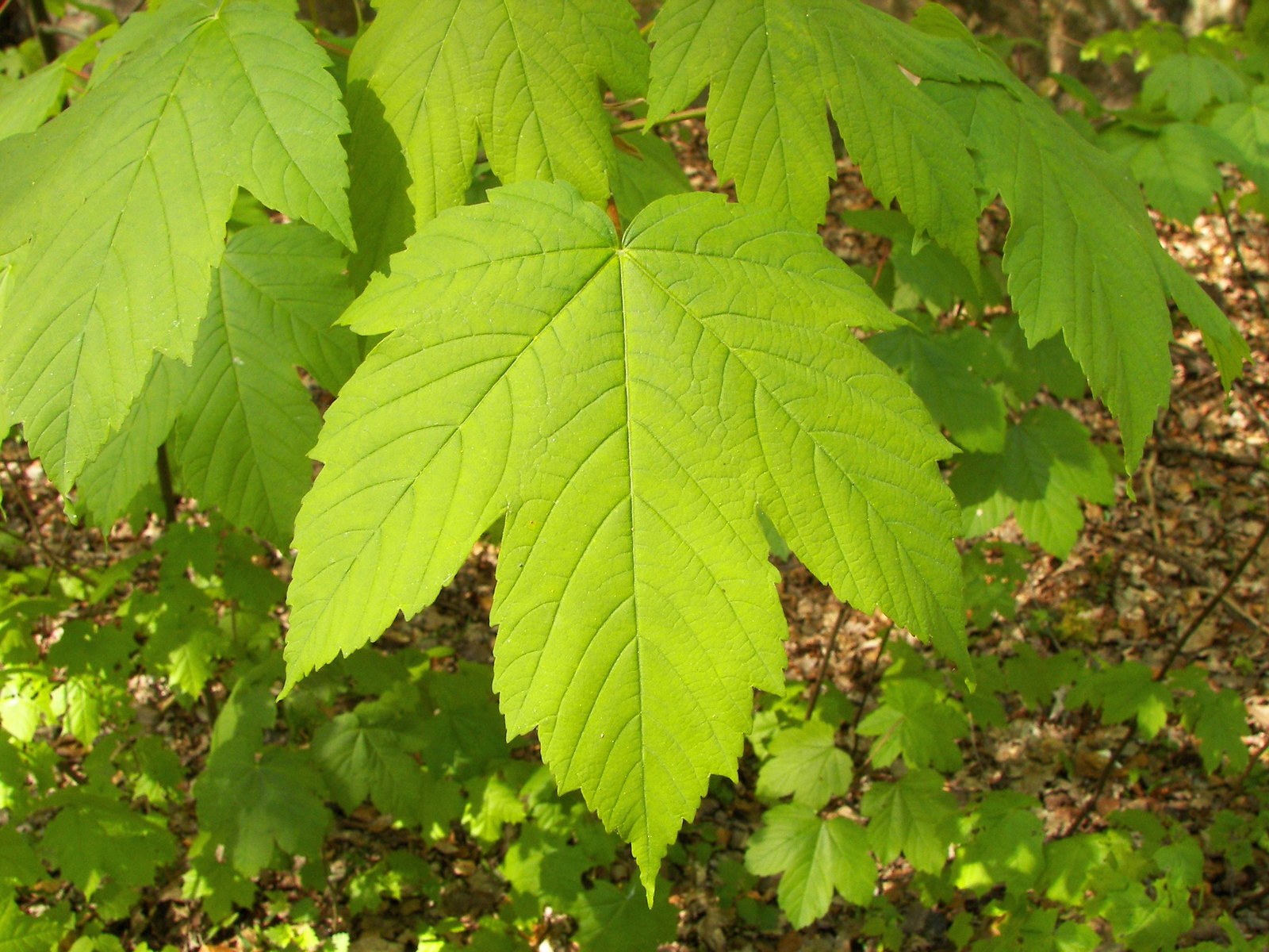 Acer_pseudoplatanus_002.jpg