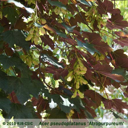 Acer_pseudoplatanus_Atropurpureum.jpg