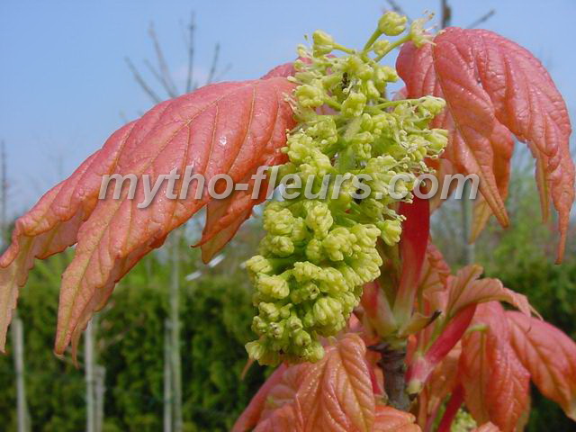 acer_pseudoplatanus_brillantissimum.JPG