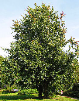 acer_saccharinum_planfor04.jpg