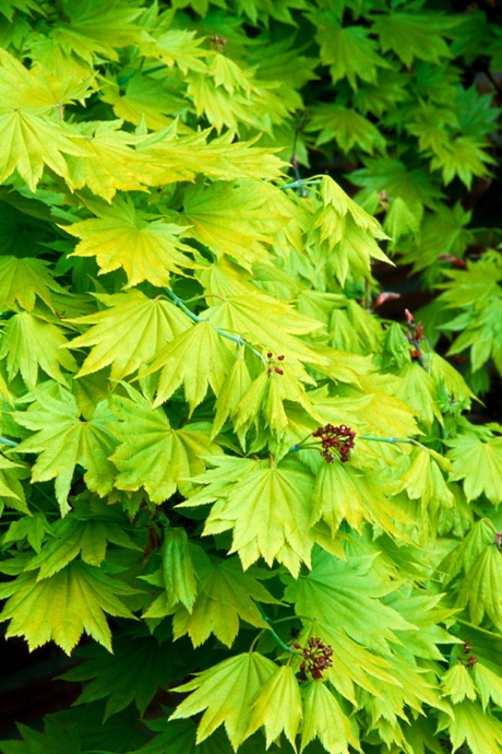 acer_shirasawanum_aureum_01.jpg