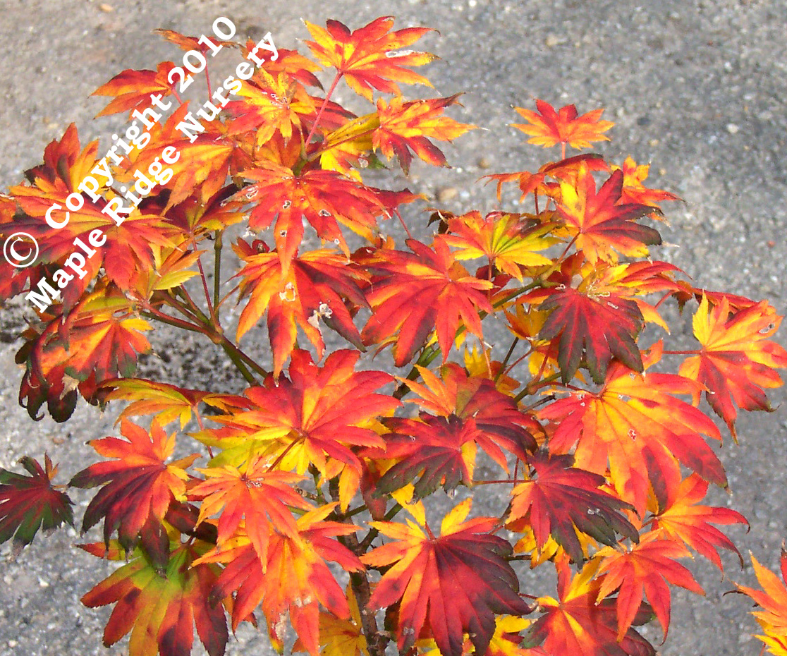 Acer_Shirasawanum_Palmatifolium_Nov2_copy.jpg