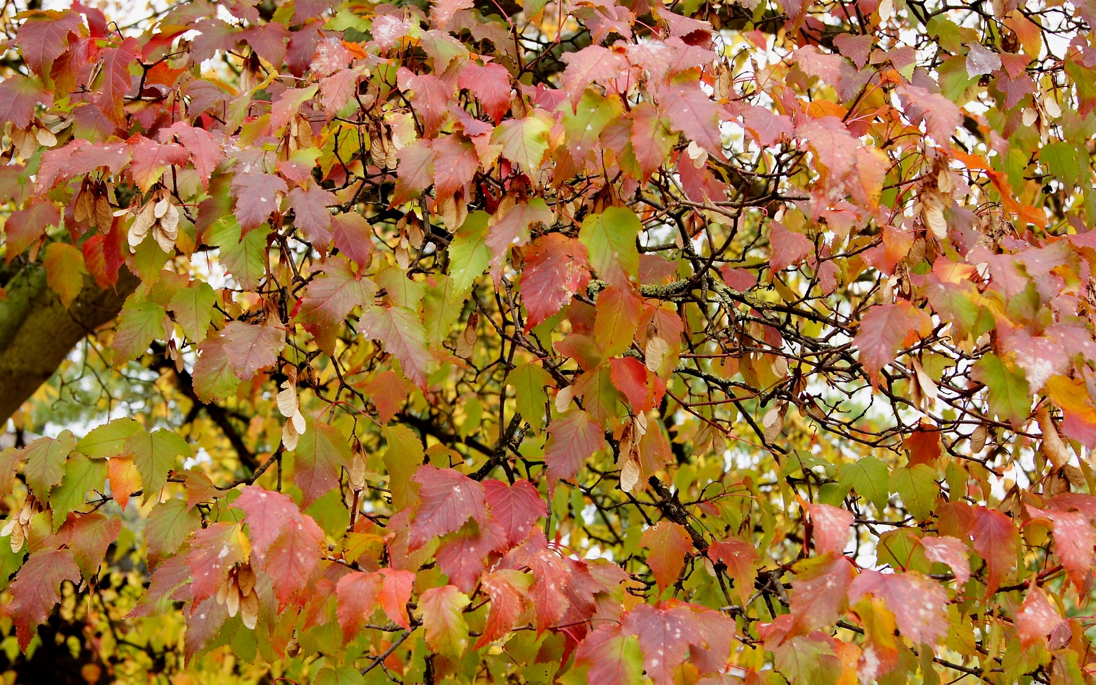 Acer_tataricum_ginnala_PfP.jpg