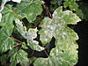 Aceragos2004_0.JPG