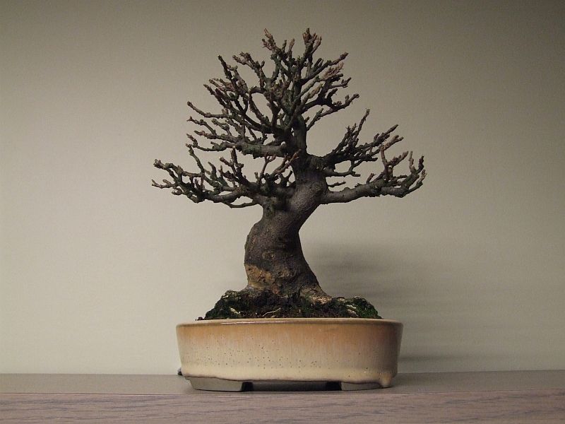 Acerbuergerianum06-11-2009002.jpg