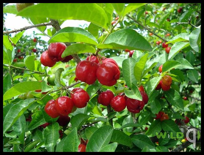acerola%205.jpg