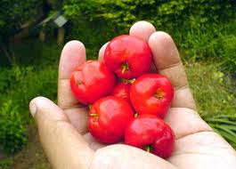 acerola3.jpg