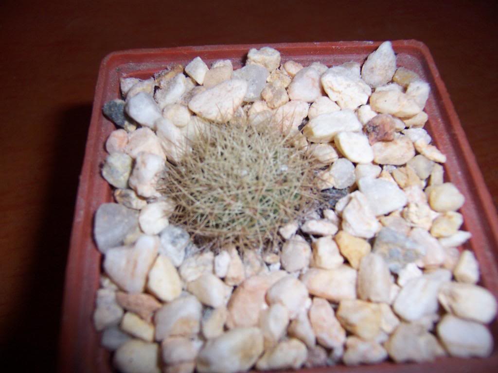 Acharagmaroseana.jpg