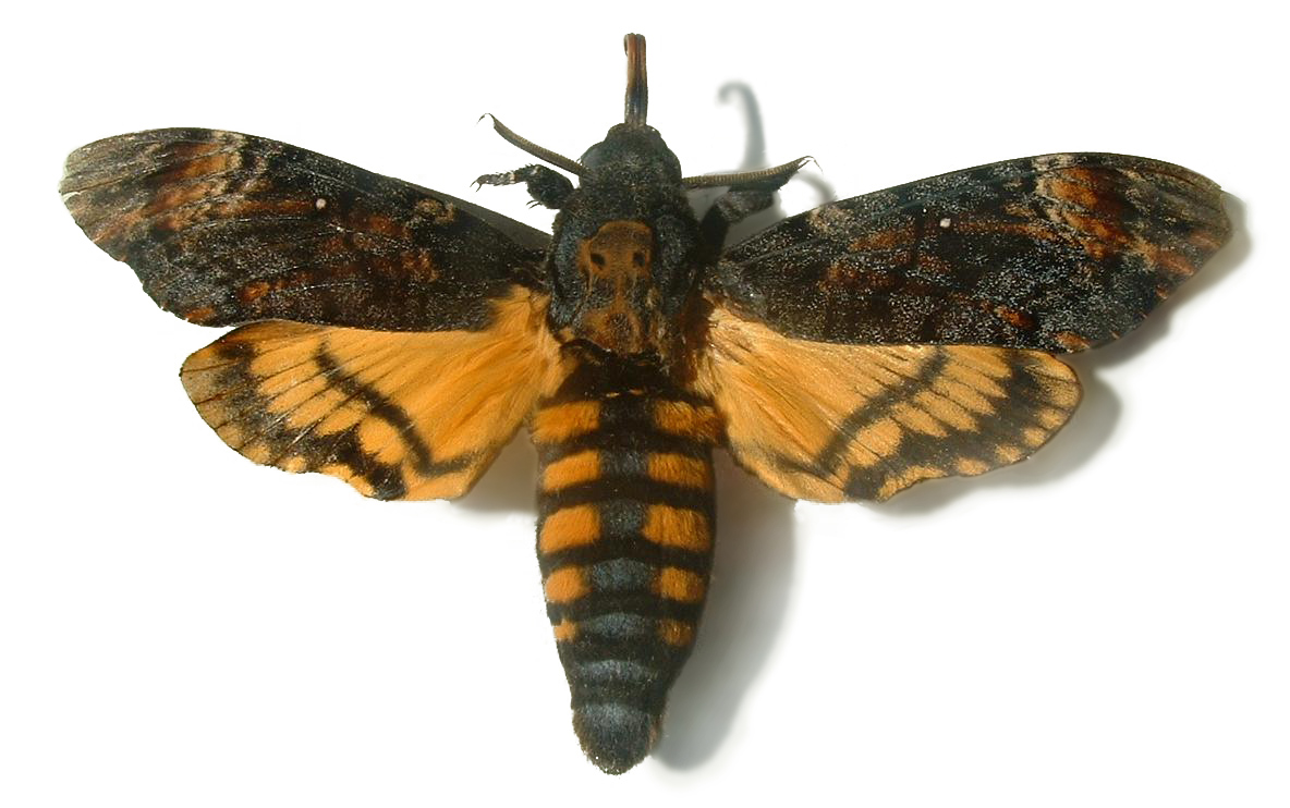 Acherontia_atropos01.jpg