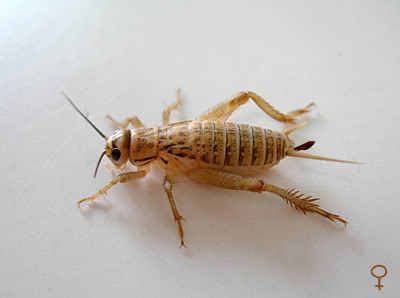 acheta-p-h.jpg
