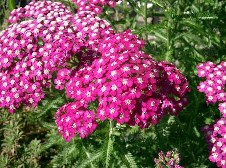 achillea-1.jpg