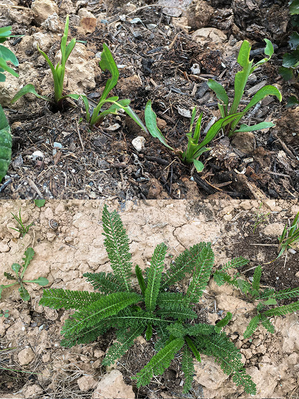 achillea.jpg