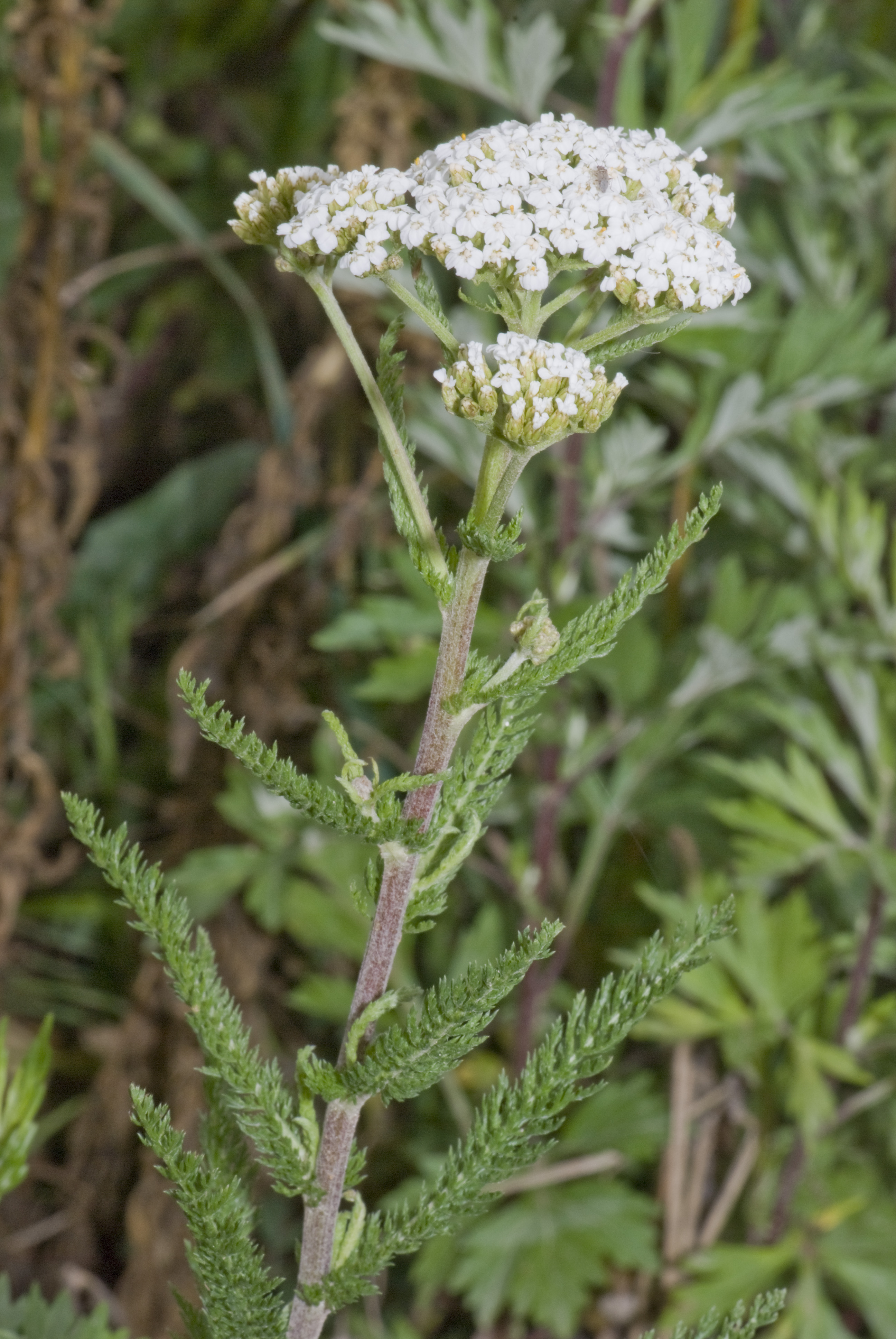 Achillea_millefolium_vallee-de-grace-amiens_80_22062007_1.jpg