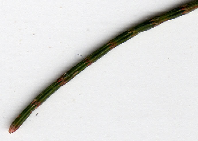 acic_detalle00_2.jpg