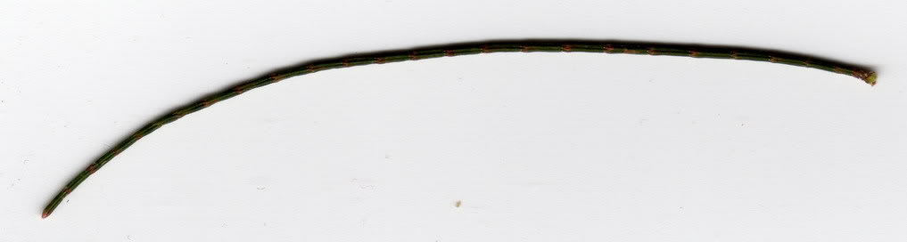 acic_detalle01.jpg