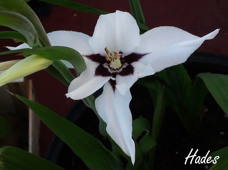 acidanthera.jpg