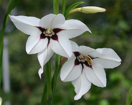 Acidanthera2.jpe
