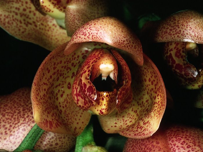 acinetasuperba2_6.jpg