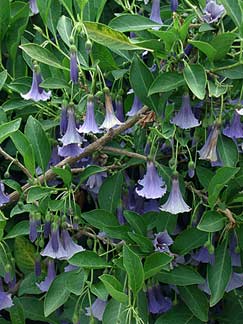 acnistus_australis_new.jpg