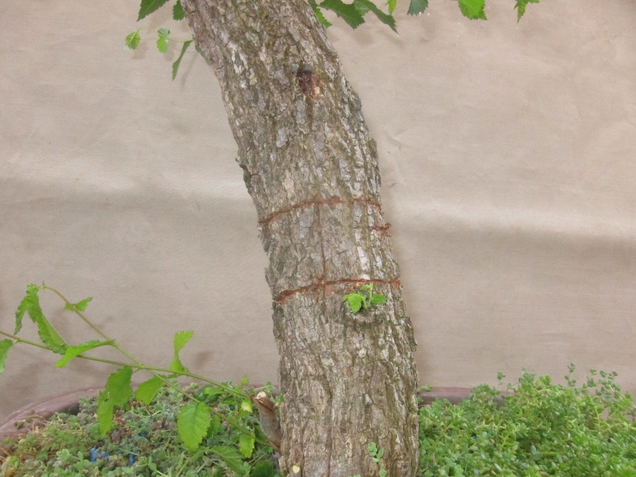 aco3.jpg