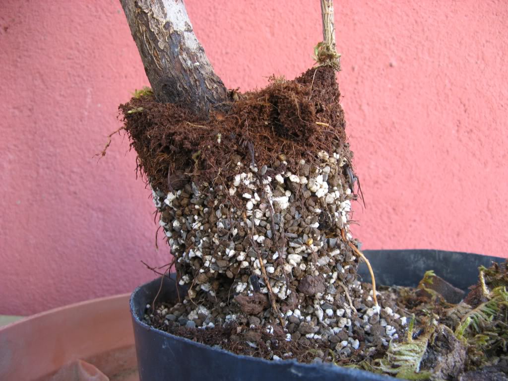 aco4-1.jpg