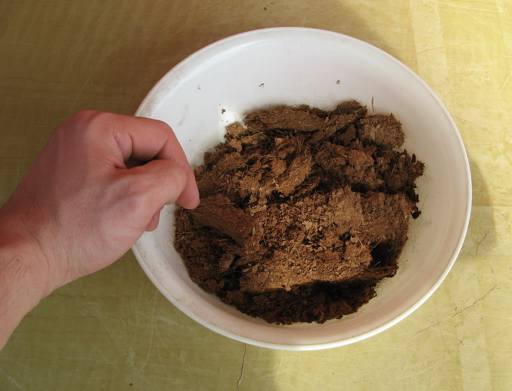 aco6.jpg