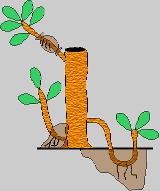 acodo2.png