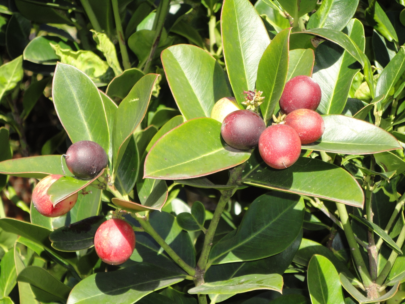Acokanthera_oppositifolia%2C_vrugte%2C_Ou_Fort%2C_Durban.jpg