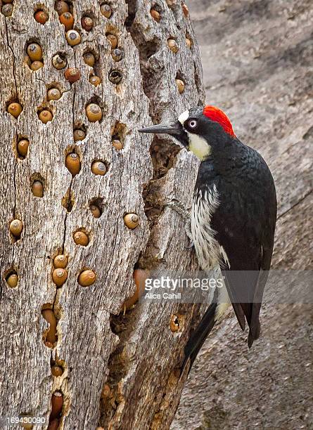 acorn-woodpecker-on-oak-tree-with-saved-acorns-picture-id169430090?s=612x612.jpg