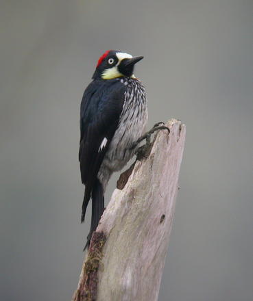 acorn_woodpecker_imagelarge.jpg