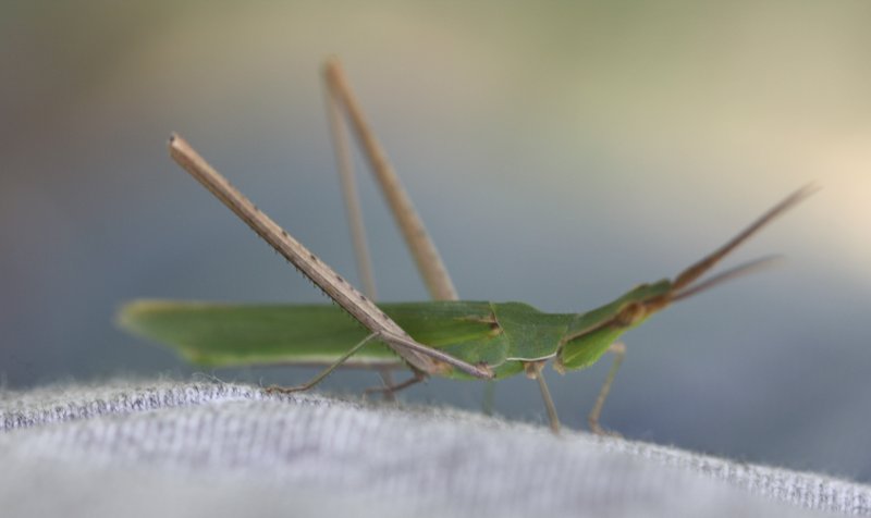 Acridinae_5640.jpg