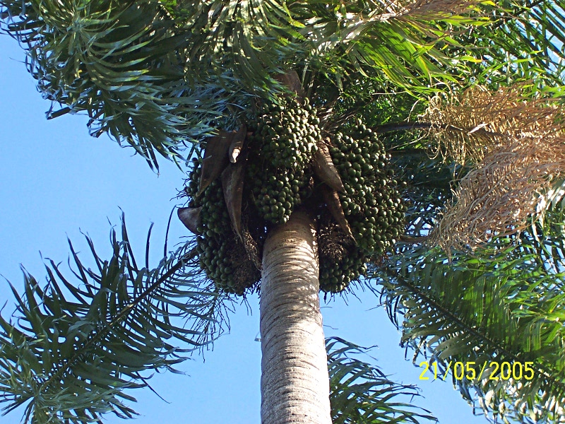 Acrocomia_totai02.jpg