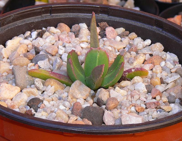Acrodon%2520bellidiflorus.jpg