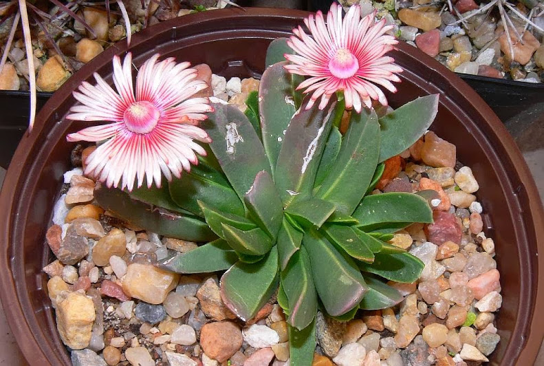Acrodon+bellidiflorus.jpg