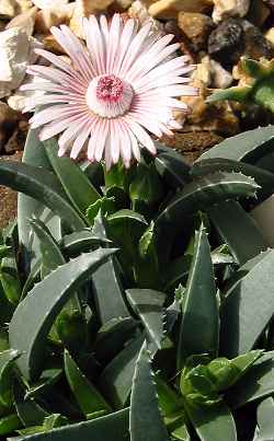 Acrodon_bellidiflorus.jpg