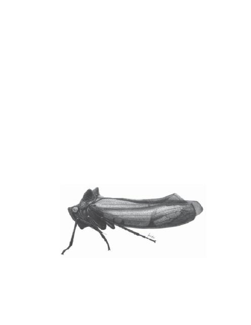 acrogonianigricepscicad.jpg