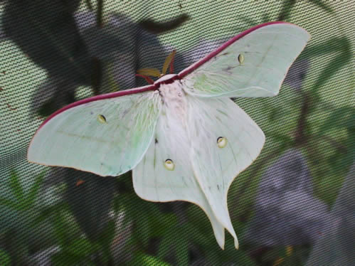 Actias_gnoma.jpg