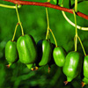 Actinidia-arguta_Issai.jpg